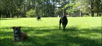 Dogs having fun at Must Love Dogs dogpark