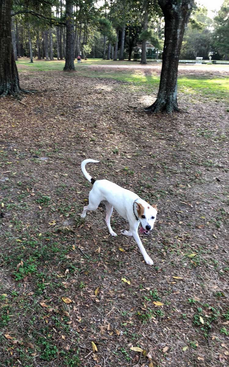 Dogs playing in the park