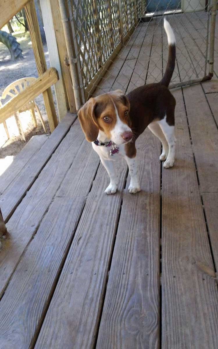 Dogs running off leash