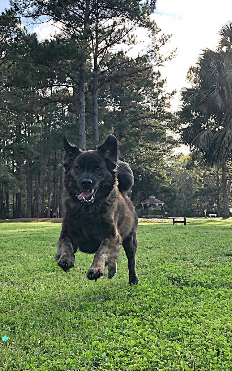 Dogs socializing at Must Love Dogs