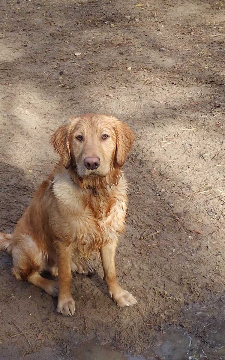 Happy dogs at Must Love Dogs